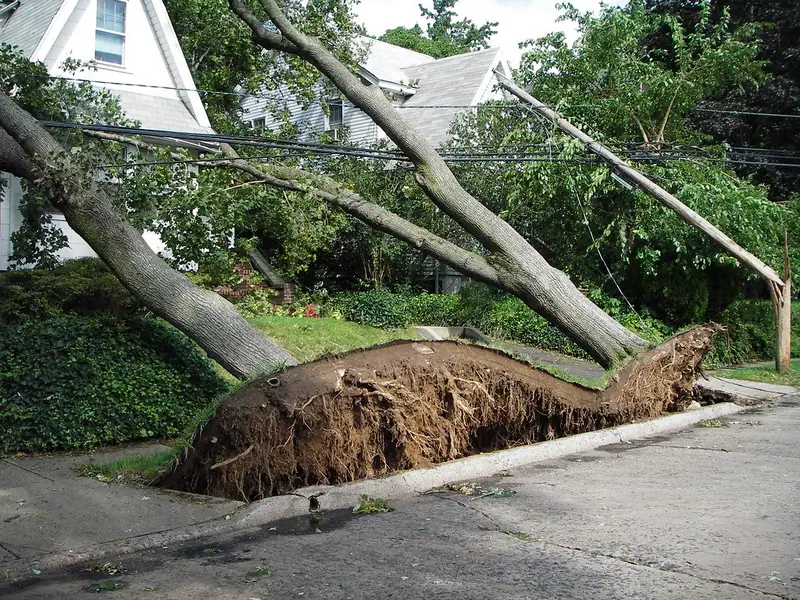 Large uprooted trees fallen across a residential street and power lines after a storm